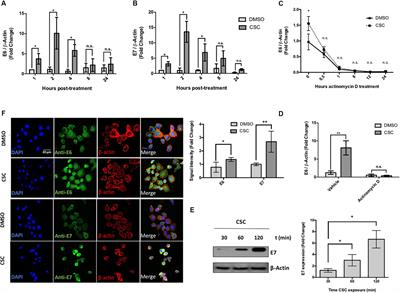 Tobacco Exposure Enhances Human Papillomavirus 16 Oncogene Expression via EGFR/PI3K/Akt/c-Jun Signaling Pathway in Cervical Cancer Cells